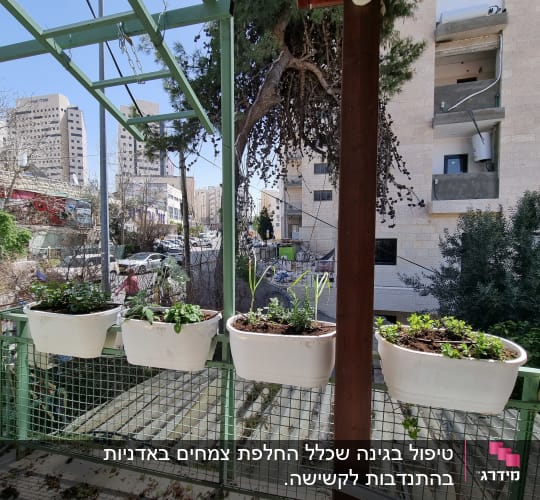 עציצים עם צמחים ירוקים על מעקה מרפסת